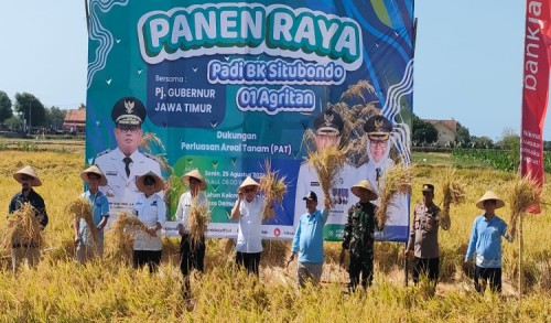 Pj Gubernur Jatim bersama Bupati panen Padi BK 01 Agritan di Besuki Situbondo, Hasilnya 8,84 Ton Per Hektar