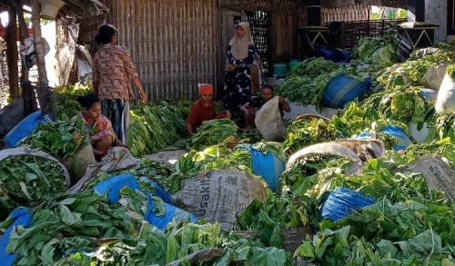 Petani Tembakau Akui Antusias Sambut Perbup Sumenep, Dinilai Mampu Cegah Kerugian