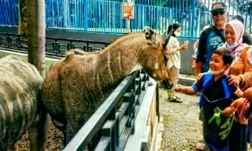 Satwa Milik BKSDA Madiun Jatim Dijual Oknum Pegawai Umbul Square, Kerugian Tembus Rp 157,5 Juta