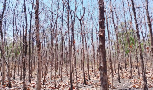 Puncak Kemarau, Jumlah Desa yang Mengalami Kekeringan Kritis di Sampang Bertambah