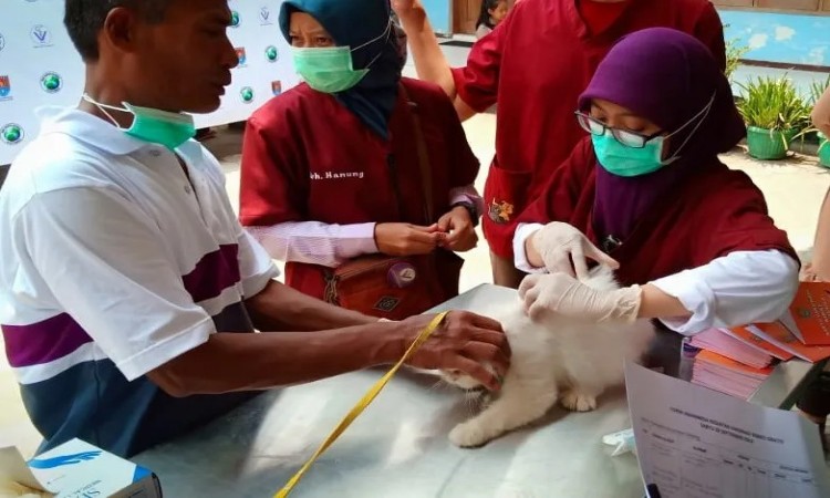 Vaksinasi Rabies Bakal Digelar Dispertan Cilacap: 1.000 Dosis Vaksin Disiapkan