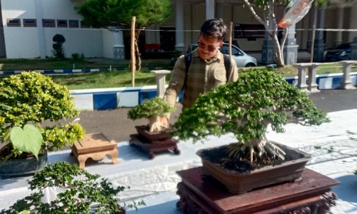 Pameran Bonsai Tingkat Nasional di Jember, Ada yang Ditawar hingga Rp 1,5 Miliar