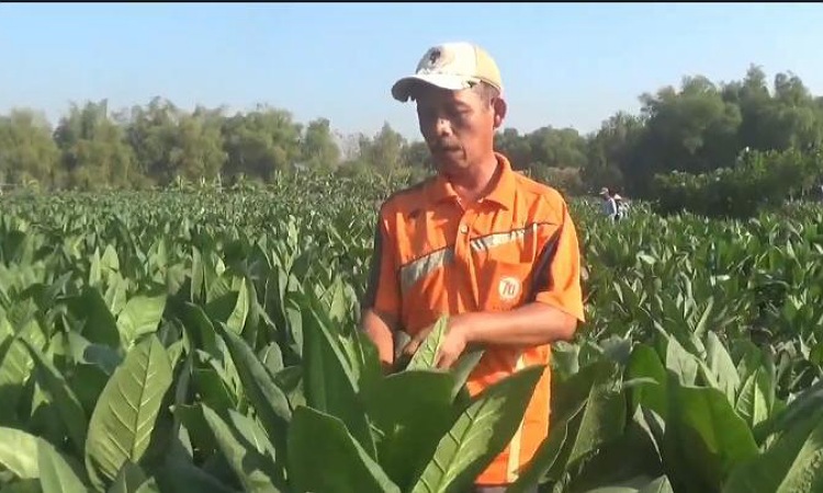 Cuaca Tak Menentu, Petani Tembakau di Utara Brantas Jombang Waswas