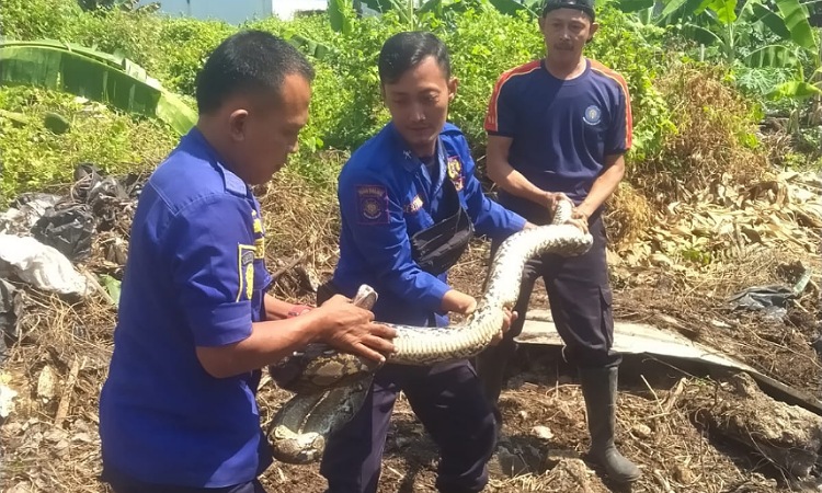 Gawat! Ular Piton Besar Ditemukan di Area Stadion Olahraga Pemalang