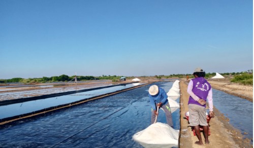 Petani Garam di Sampang Rugi, Hasil Panen Menguning karena Terdampak Hujan