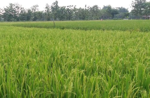 Cara Budidaya Tanaman Padi dengan Teknik System of Rice Intensification