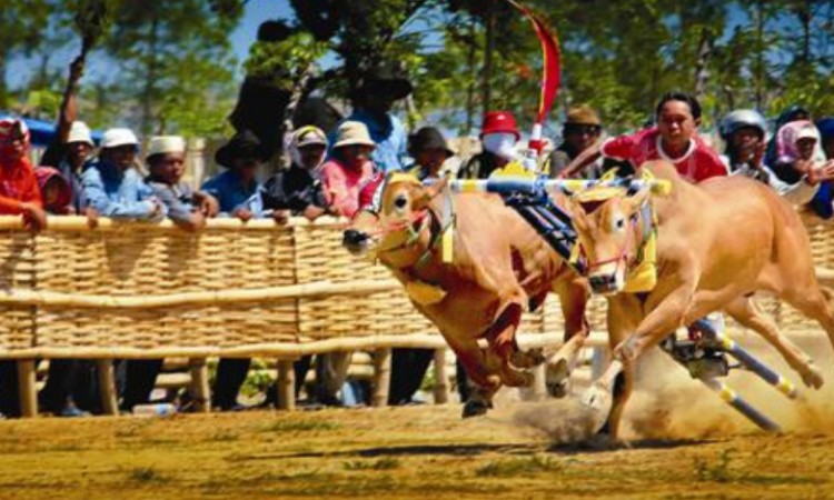 Festival Karapan Sapi Madura: Kompetisi Balap Sapi yang Memukau