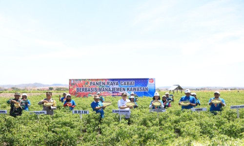 Panen Raya Cabai Berbasis Manajemen Kawasan: Upaya Pemkab Bojonegoro Tekan Inflasi