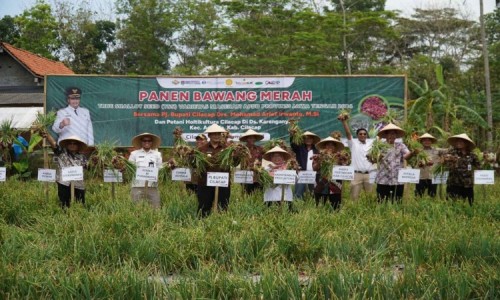 Penuhi Kebutuhan di Cilacap, Pemkab Optimalkan Produksi Bawang Merah