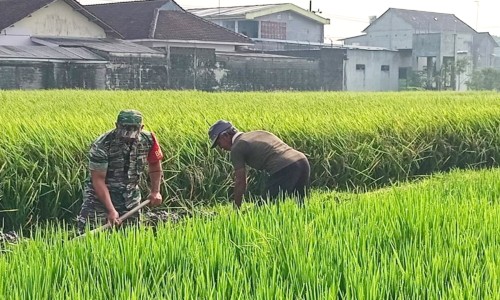 Bantu Petani, Babinsa Selopuro Kabupaten Blitar Berharap Hasil Pertanian Meningkat