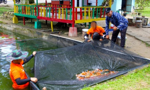 Program Kemandirian Warga Binaan, Lapas Bangkinang Budidaya Ikan Koi