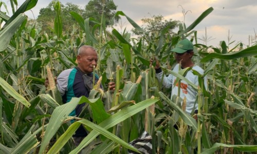 Bencana di Ladang Jagung: Serangan Tikus Hanya Sisakan Bonggol untuk Petani di Jember