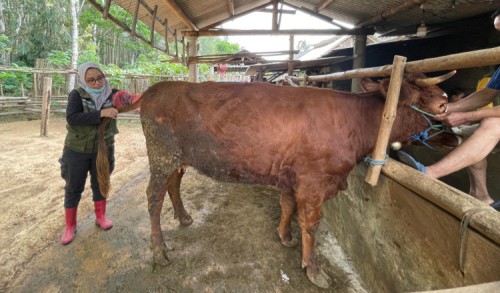 Dukung Produktivitas Sapi Indukan, Banyuwangi Terus Genjot Program ‘SMS PISAN’