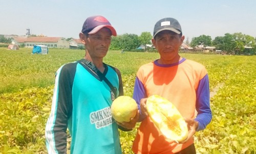 Gegara Diguyur Hujan Deras, Petani Timun Mas di Jombang Gagal Panen