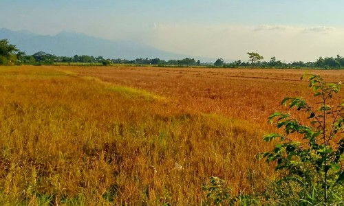 Akibat Kekeringan dan Serangan Hama Tikus, Sejumlah Lahan Pertanian di Sidoarjo Gagal Panen