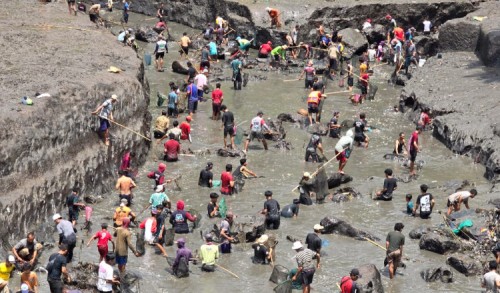 Dam Singir Dikeringkan, Ribuan Warga Banyuwangi Tumpah Ruah Berburu Ikan