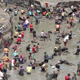 Dam Singir Dikeringkan, Ribuan Warga Banyuwangi Tumpah Ruah Berburu Ikan