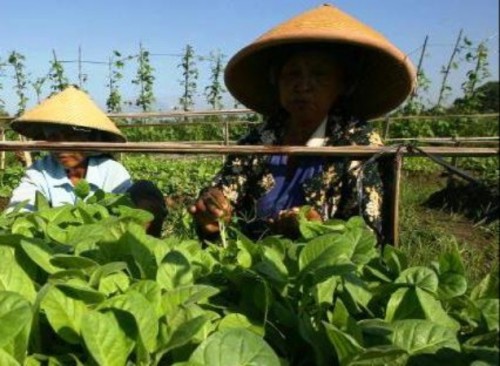 20 Ribu Buruh Tani Tembakau Jember Terlindungi BPJS Ketenagakerjaan