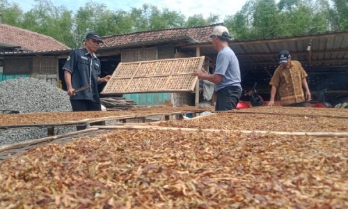 Cuaca Tak Menentu, Petani Tembakau di Jombang Cemas Hujan Bakal Pengaruhi Kualitas