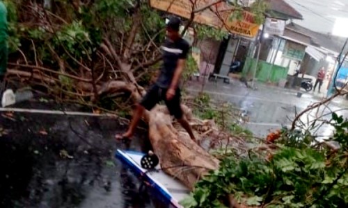 Puluhan Pohon di Madiun Tumbang Akibat Angin Kencang, Timpa Rumah hingga Kabel PLN Putus