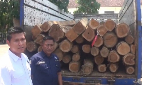 Polisi Tangkap Perangkat Desa Terlibat Penebangan Liar di Jombang, Amankan 70 Batang Kayu Jati