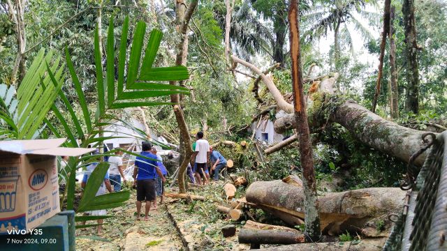 Pohon Bulu Raksasa Tumbang Timpa Makam Sunan Giri Kencana dan Sunan Antasangin di Banjarnegara