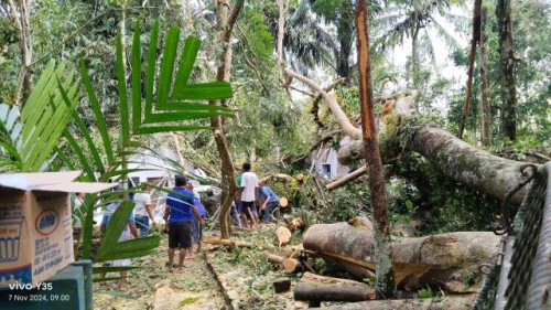 Pohon Bulu Raksasa Tumbang Timpa Makam Sunan Giri Kencana dan Sunan Antasangin di Banjarnegara