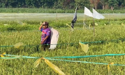 Petani Desa Glagahan Perak Jombang Usir Hama Burung Emprit Pakai Cara Tradisional