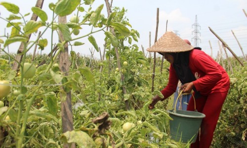 Cuaca Ekstrem, Petani Tomat di Jombang Tetap Semringah karena Harga Naik