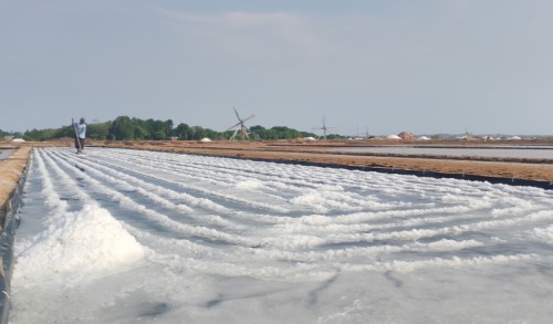 Lahan Basah, Petambak Garam di Sampang Stop Produksi