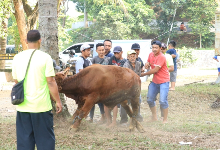 Perayaan Idul Adha UIN KHAS Jember 1445 H: Momentum Berbagi dan Kebersamaan dengan Masyarakat