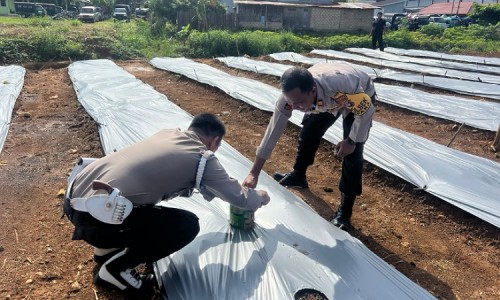 Polsek Cempaka Manfaatkan Lahan Tidur di Belakang Kantor, Tanam Aneka Jenis Sayuran