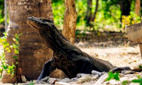 Panduan Lengkap Menuju Pulau Komodo: Rute, Transportasi, dan Aktivitas Terbaik yang Harus Dicoba