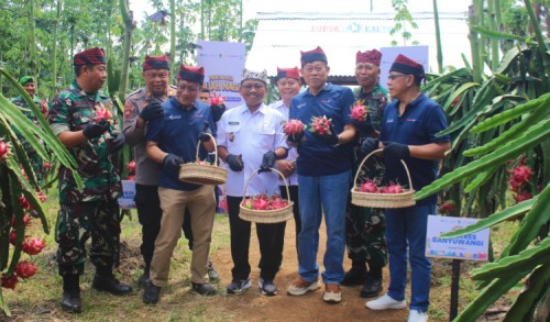 Tingkatkan Produktivitas Buah Naga hingga 100 Persen, Banyuwangi Sambut Baik Program Agrosolution