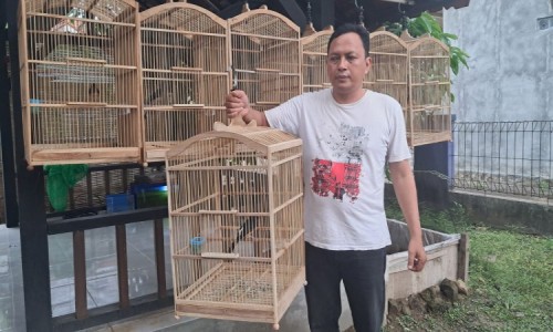 Banu Warga Cilacap Sukses Ternak Burung Murai Batu Jawa: Omset Rp 20 Juta per Bulan