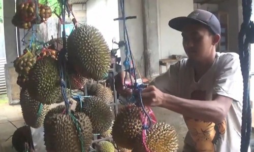 Sensasi Manis Pahit Buah Durian Lokal Wonosalam yang Banyak Diburu Pembeli