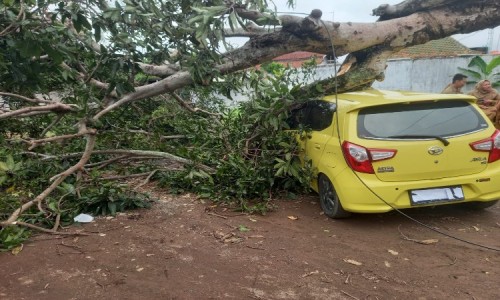 Angin Kencang, Sebuah Pohon Tumbang Timpa Mobil di Cilacap