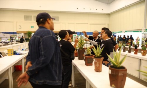 Belajar Usaha Budidaya Tanaman Hias Tanduk Rusa di FLOII Expo 2024