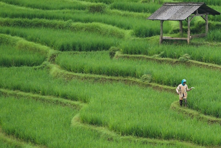 Persawahan Lengkong: Panorama Hijau yang Menyejukkan Mata dan Menenangkan Jiwa