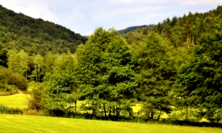 Taman Kota Caruban: Tempat Santai dengan Suasana Hijau dan Fasilitas Lengkap di Kabupaten Madiun