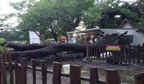 Pohon Tumbang di Wisata Beach Forest Situbondo, Pengelola: Tetap Buka dan Jamin Keamanan Pengunjung