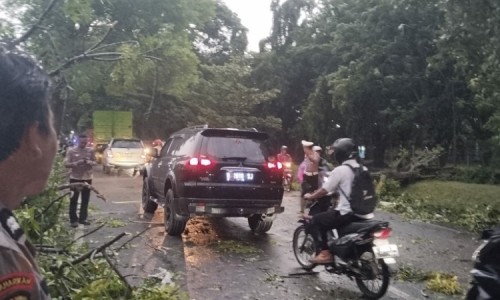 Hujan Deras dan Angin Kencang di Sidoarjo, Pohon Tumbang Timpa Pengendara Motor di Wonoayu 