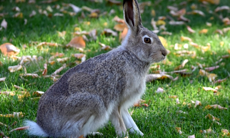 Plaza Garden Wisata Edukasi Rabbit Field: Sensasi Desa Hobbit dan Wahana Bermain Kelinci di Malang