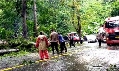 Sempat Tersendat Akibat Pohon Tumbang, Jalur Banyuwangi-Jember Terpantau Ramai Lancar