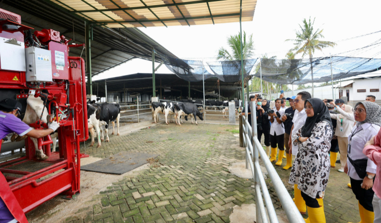 Dikelola Secara Modern, Peternakan di Banyuwangi Mampu Produksi Susu Sapi Segar 32 Ton per Hari