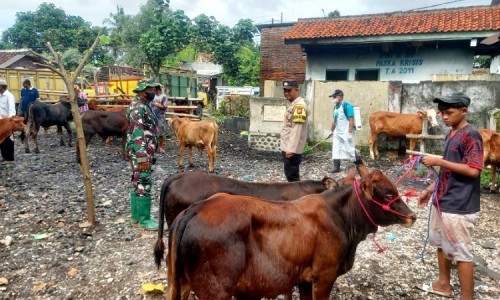 Cegah PMK, Puskeswan dan Babinsa Jember Pantau Kondisi Ternak di Pasar Hewan