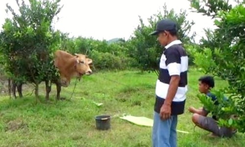 Tiga Sapi Milik Dua Bersaudara di Desa Gunungsari Jember Hilang dalam Semalam