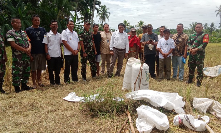 Bapanas Tetapkan HPP Gabah Rp 6.500 per Kg, Petani Sibabangun Didorong Jual  ke Bulog - SUARA INDONESIA