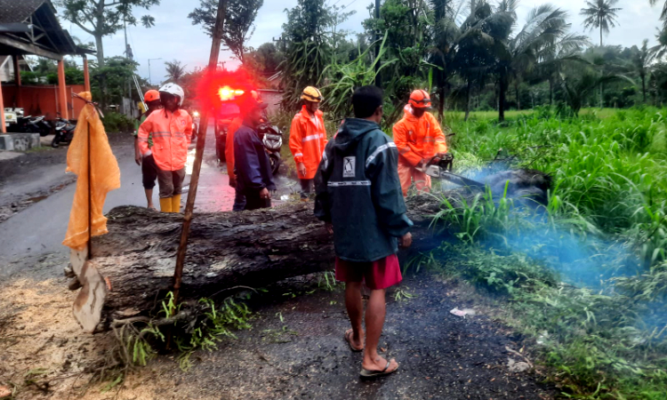 Angin Kencang Kembali Terjang Jember, Belasan Pohon Tumbang dan Enam Rumah Warga Rusak