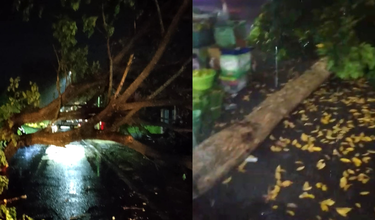 Hujan Deras Disertai Angin Kencang Sebabkan Pohon Tumbang di Banyuwangi 